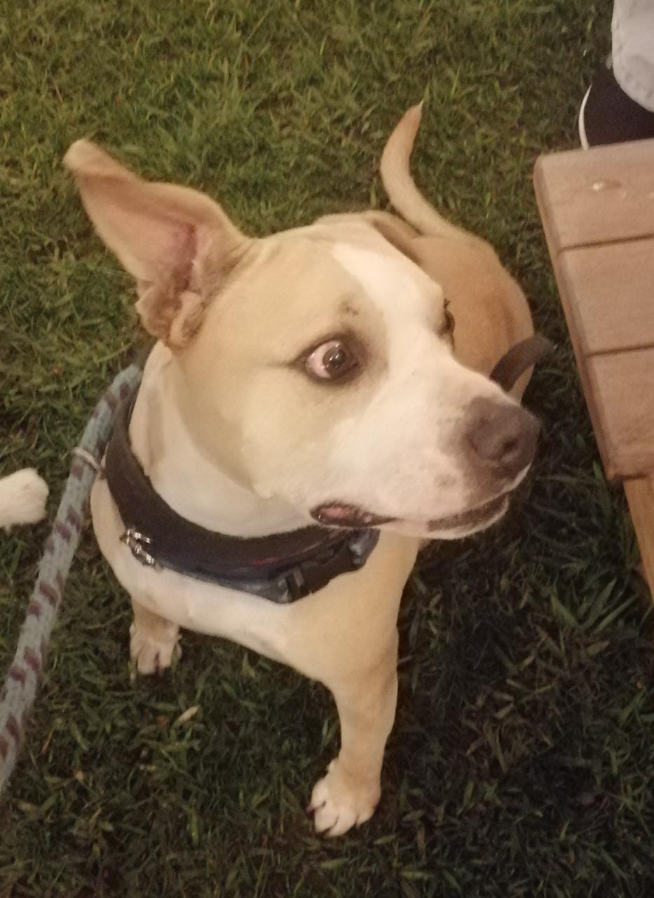 Laurenst Rojas con su Mascota Kratos